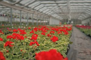 ساخت سوله در اصفهان یکی از شیوه های متداول ساخت گلخانه در اصفهان است. 